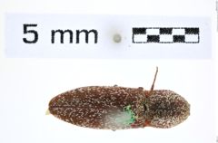 Foto (Dorsalansicht) von Lacon auroratus (Say, 1836) (NHMW-ZOO-COL-0008147)